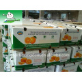 Navel Orange (55-75mm)